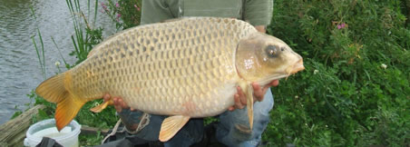 Manor Carp Lake - Carp Fishing in York