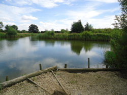 Manor Carp peg 1