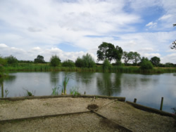 Manor Carp peg 2