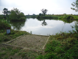 Manor Carp peg 3