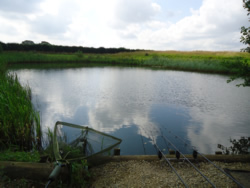 Manor Carp peg 5